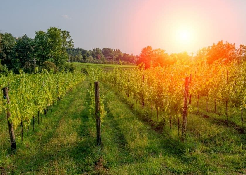 Lush vineyard rows bathed in warm sunlight at dawn. Lush vineyard rows bathed in warm sunlight at dawn.