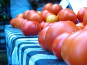 A row of ripe red tomatoes arranged on a striped tablecloth.