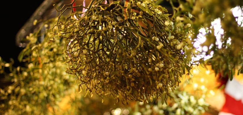 A hanging cluster of mistletoe with small white berries.