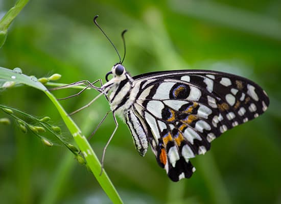 A black and white butterfly with orange spots rests on a green blade of grass.