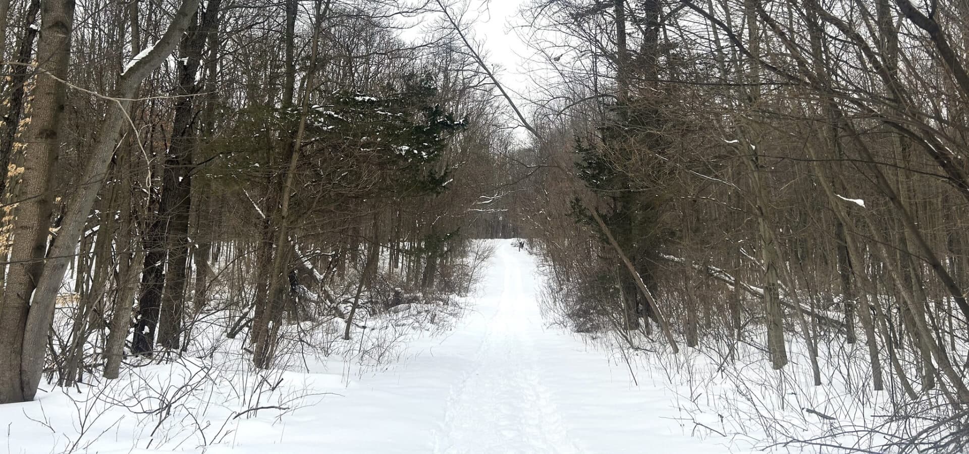 A snow-covered path winding through a dense forest of bare trees.