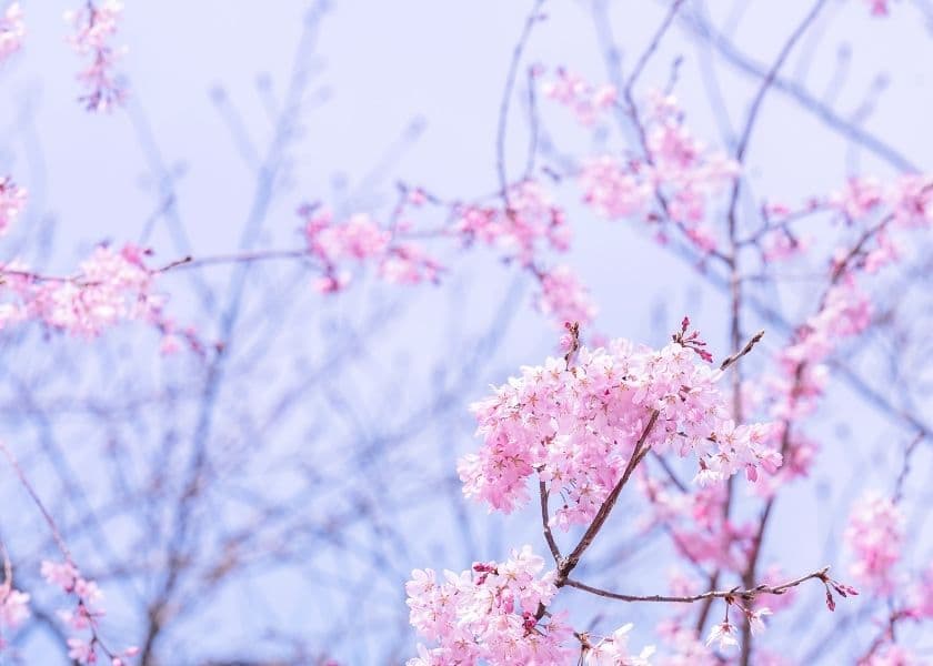 Blossoming cherry tree branches with delicate pink flowers against a light blue sky. Blossoming cherry tree branches with delicate pink flowers against a light blue sky.