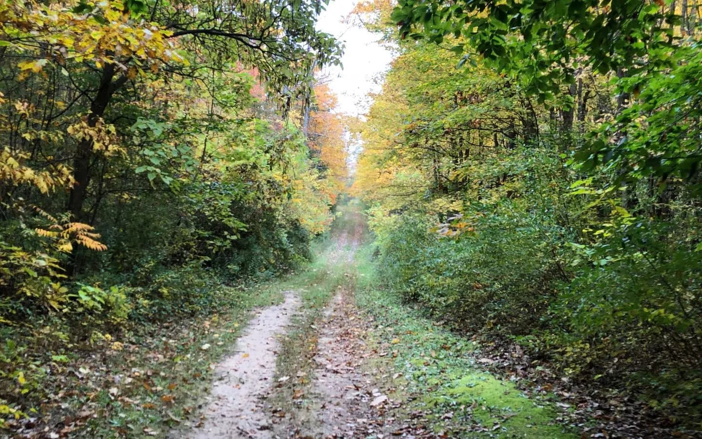A dirt path surrounded by colorful autumn foliage.