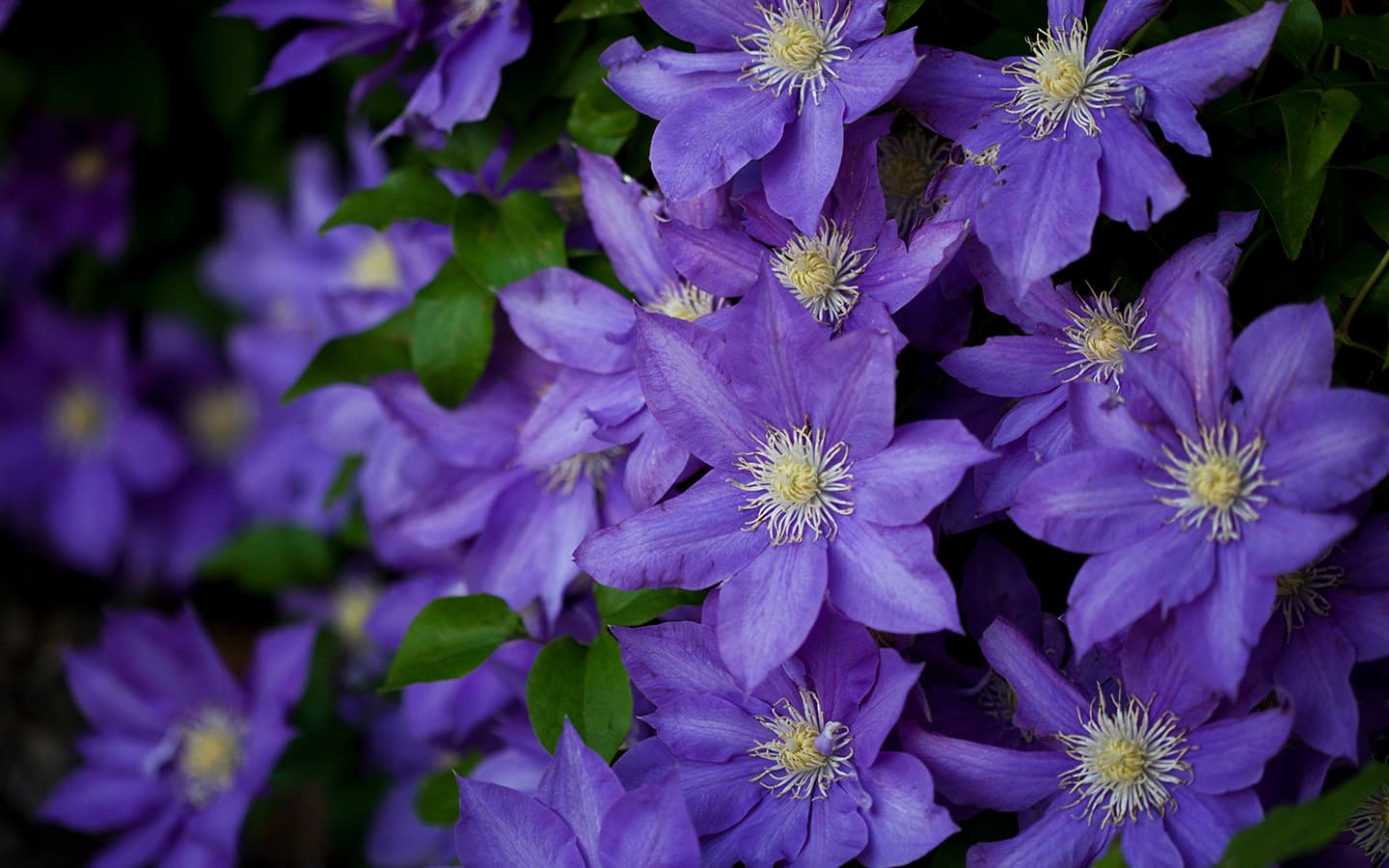 A cluster of vibrant purple flowers with yellow centers.