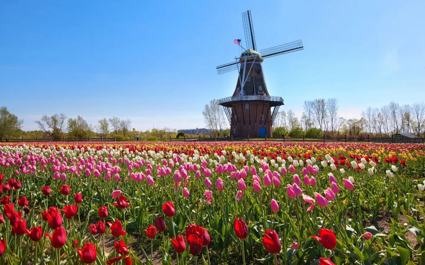 A windmill stands beside a colorful tulip field under a clear blue sky.