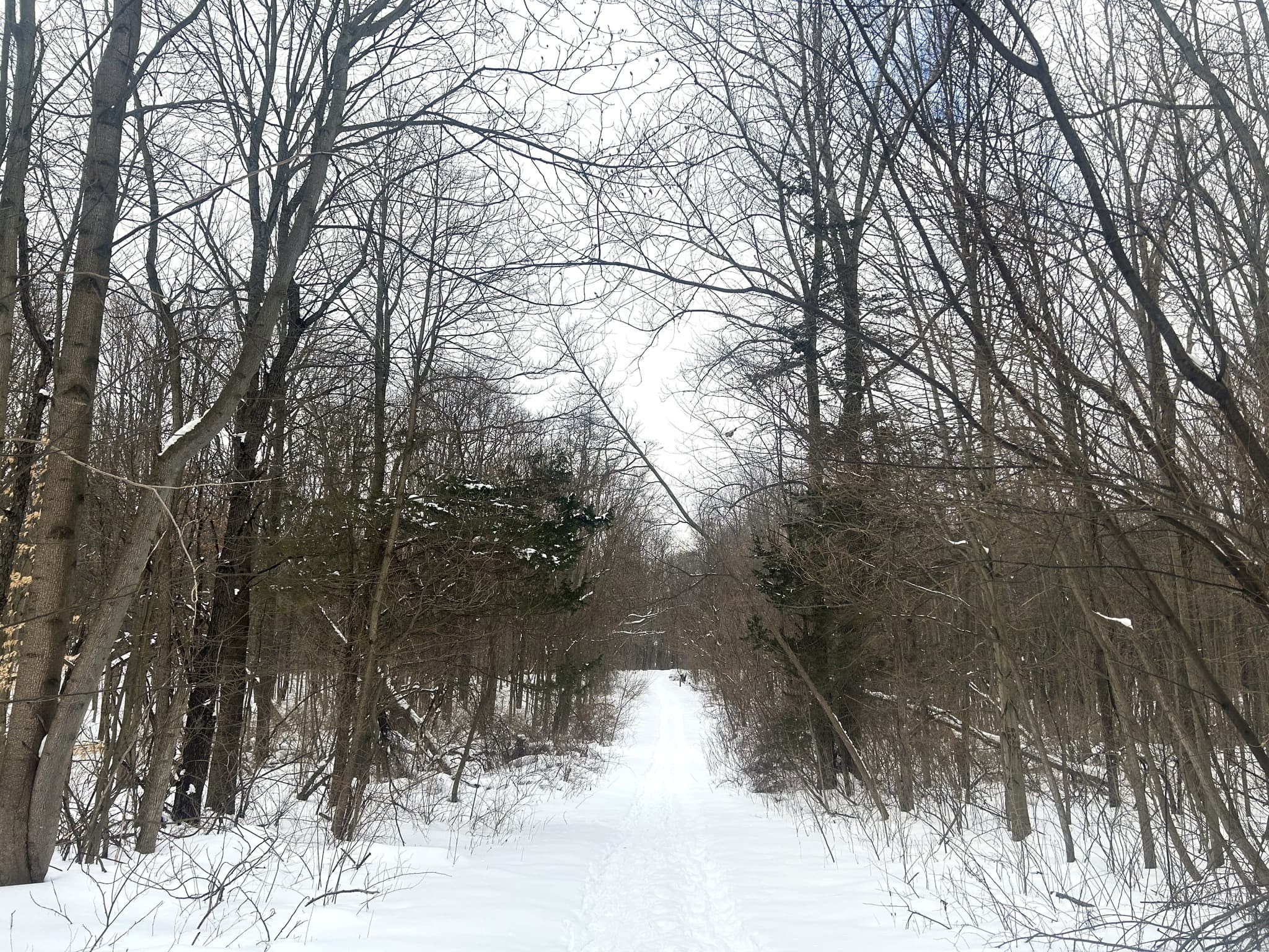 A snowy path through a sparse, leafless forest.