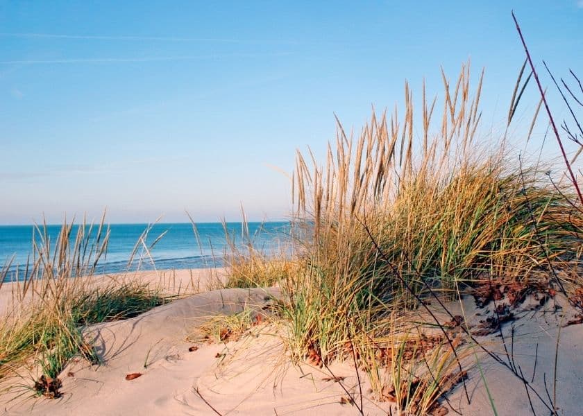 Beach grass sways gently in the breeze near the shoreline under a clear blue sky.