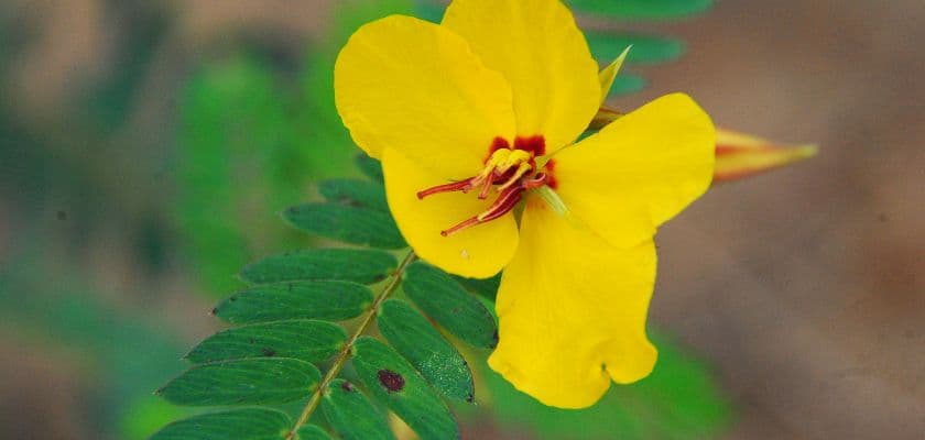 A yellow flower with a distinctive shape and red markings, surrounded by green leaves.