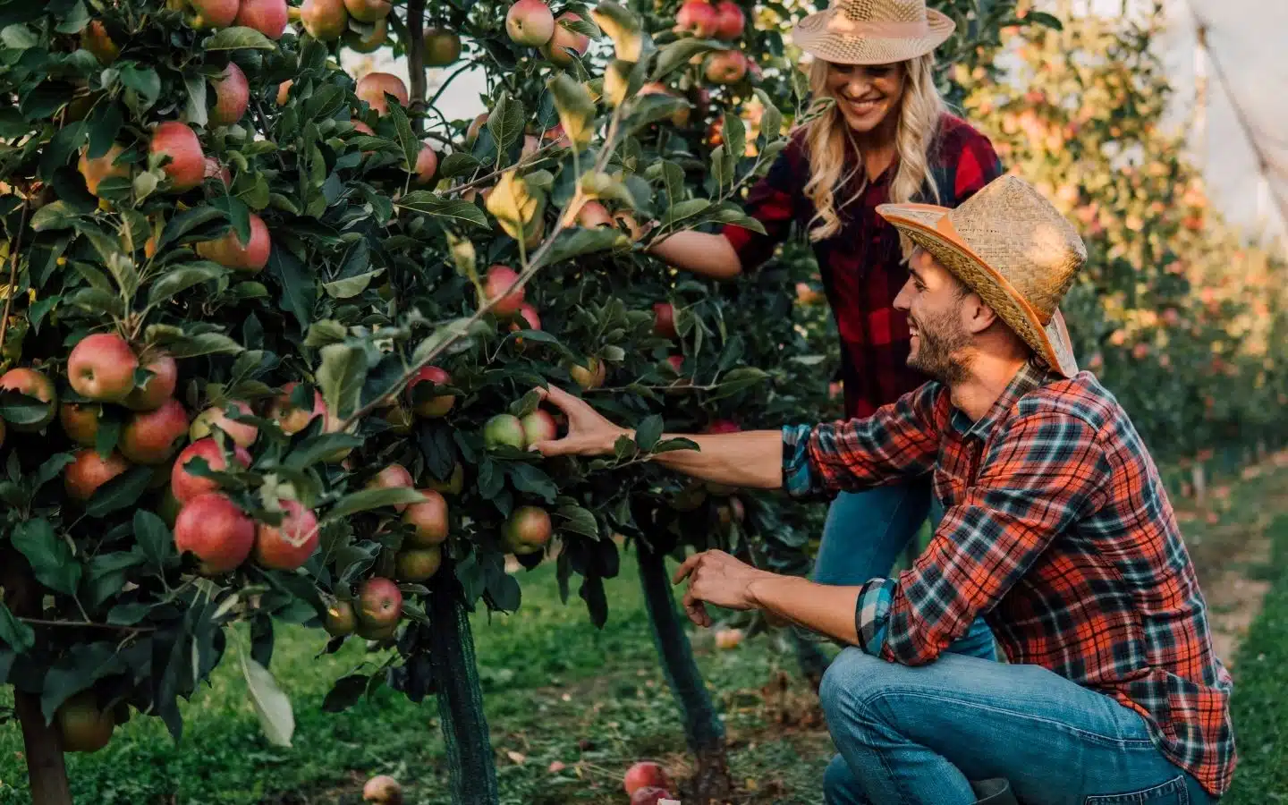 A couple enjoys picking apples in an orchard during a sunny day.