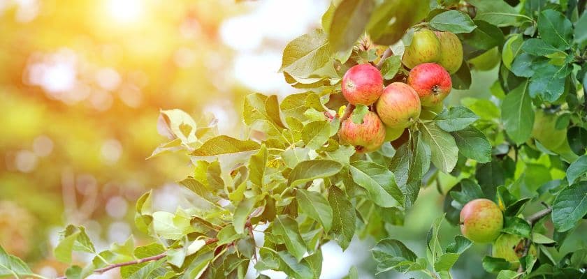 Ripe red apples growing on a sunlit tree branch at a Southwest Michigan orchard this fall.