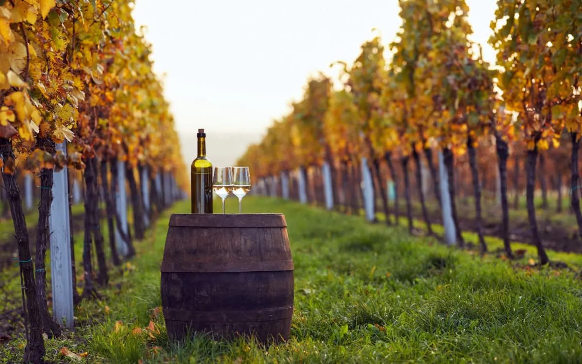 Oak wine barrel topped with a bottom of wine between two rows of grapevines