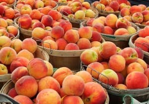 peach farms in Michigan