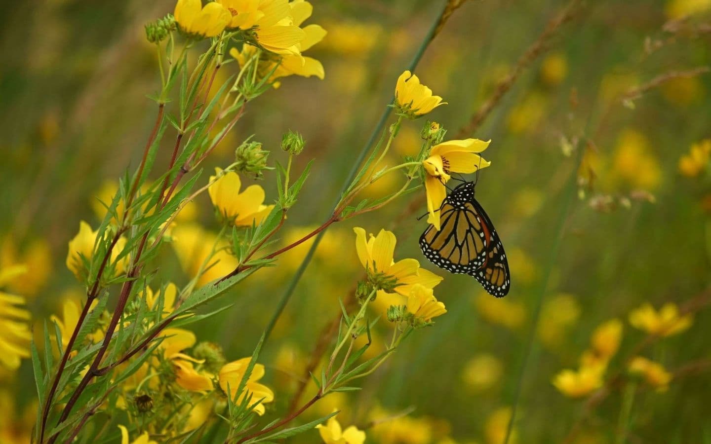 Beautiful butterfly flying around yellow wildflowers Beautiful butterfly flying around yellow wildflowers