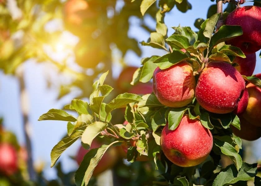 Red apples growing on a tree with sunlight shining through the branches.