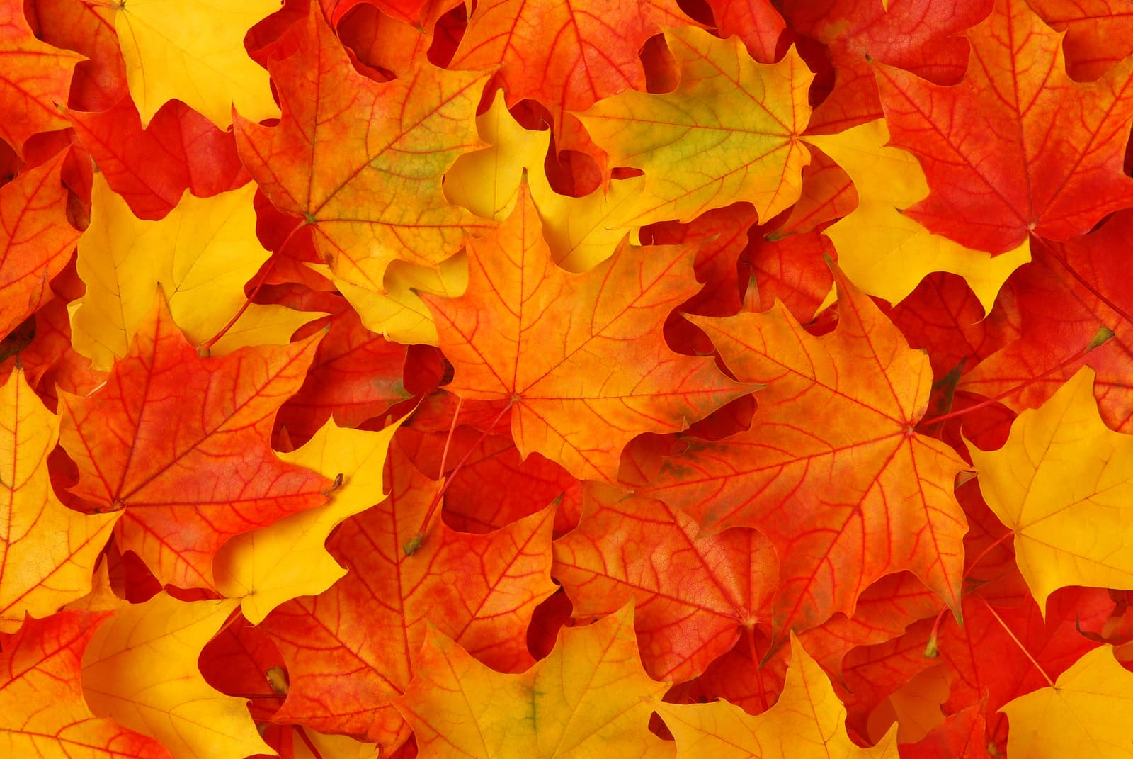 Fall leaves in bright oranges and yellows Fall leaves in bright oranges and yellows