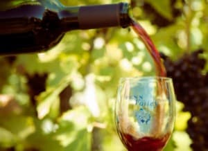 Fenn Valley Wine Tours