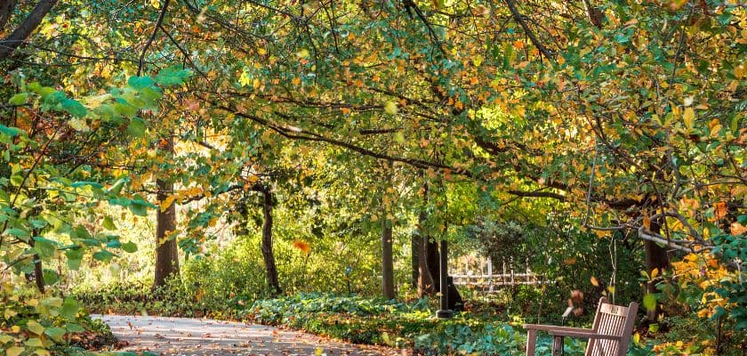 An autumn walking path lined with trees with yellow and green foliage, and a park bench at the Frederik Meijer Gardens.