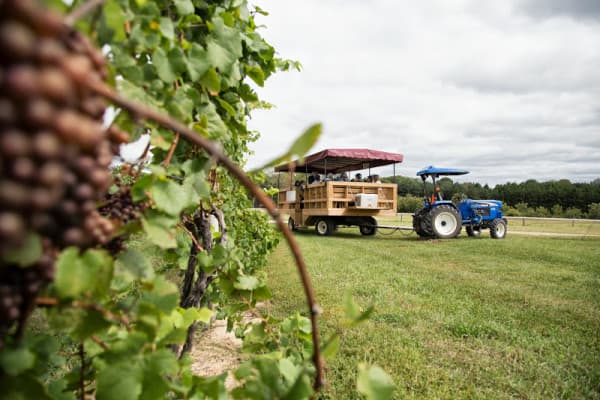 Fenn Valley Vineyards