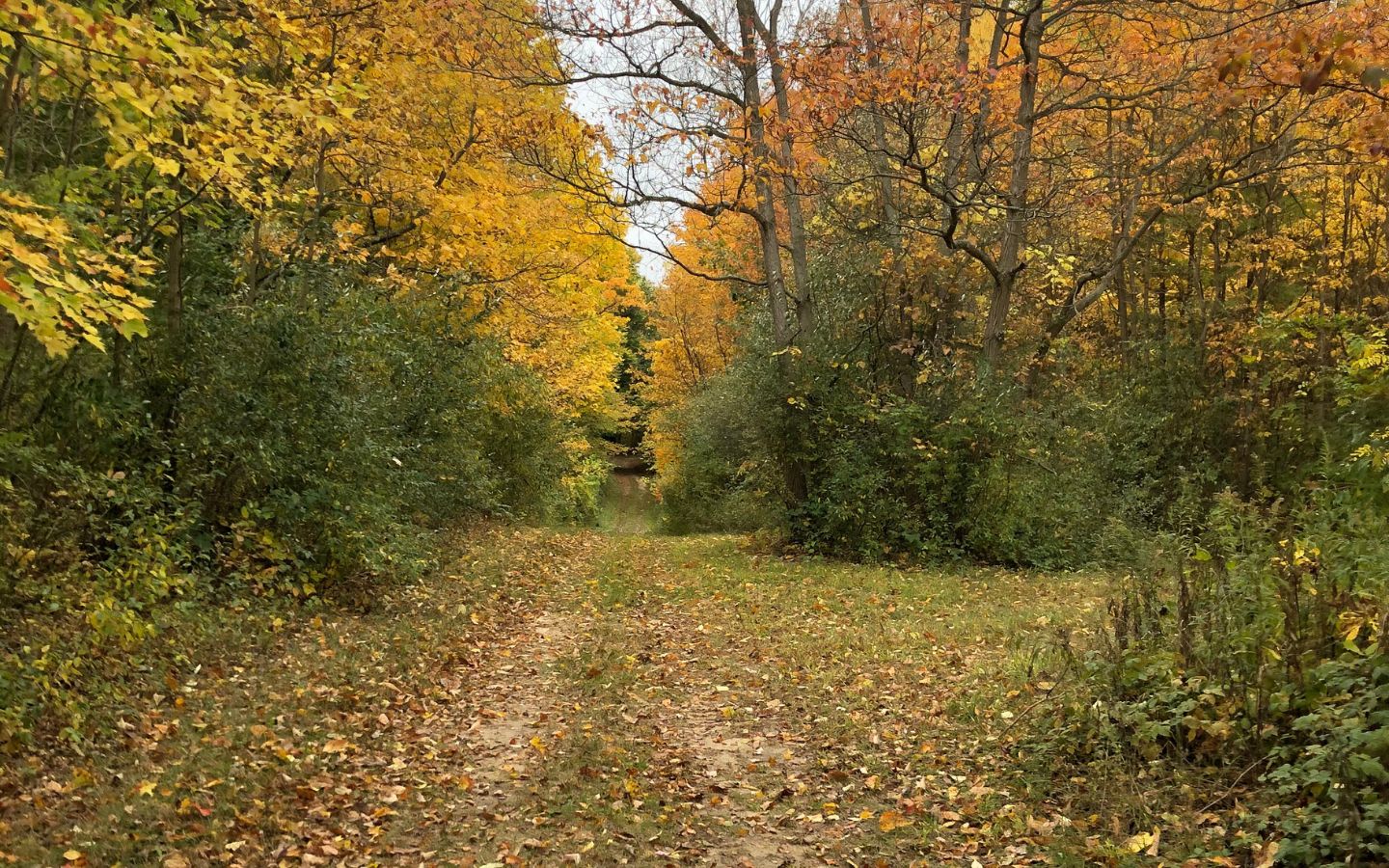 Trail through the woods covered and surrounded by fall foliage at Castle in the Country