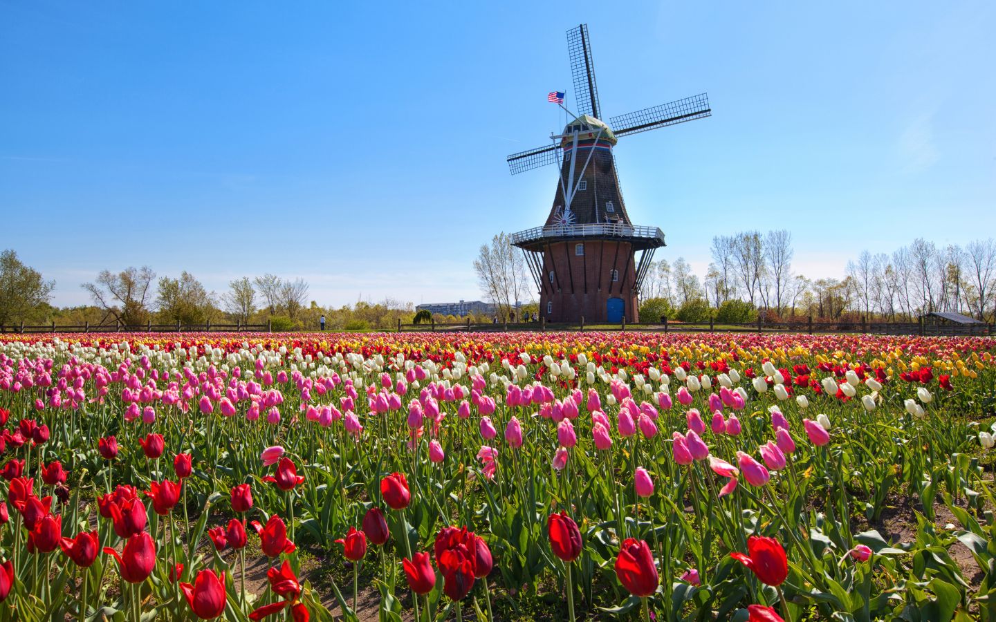 A windmill and field of colorful tulips in Holland, MI
