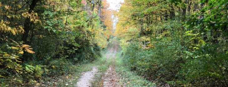 Scenic trail between tall tree with fall foliage