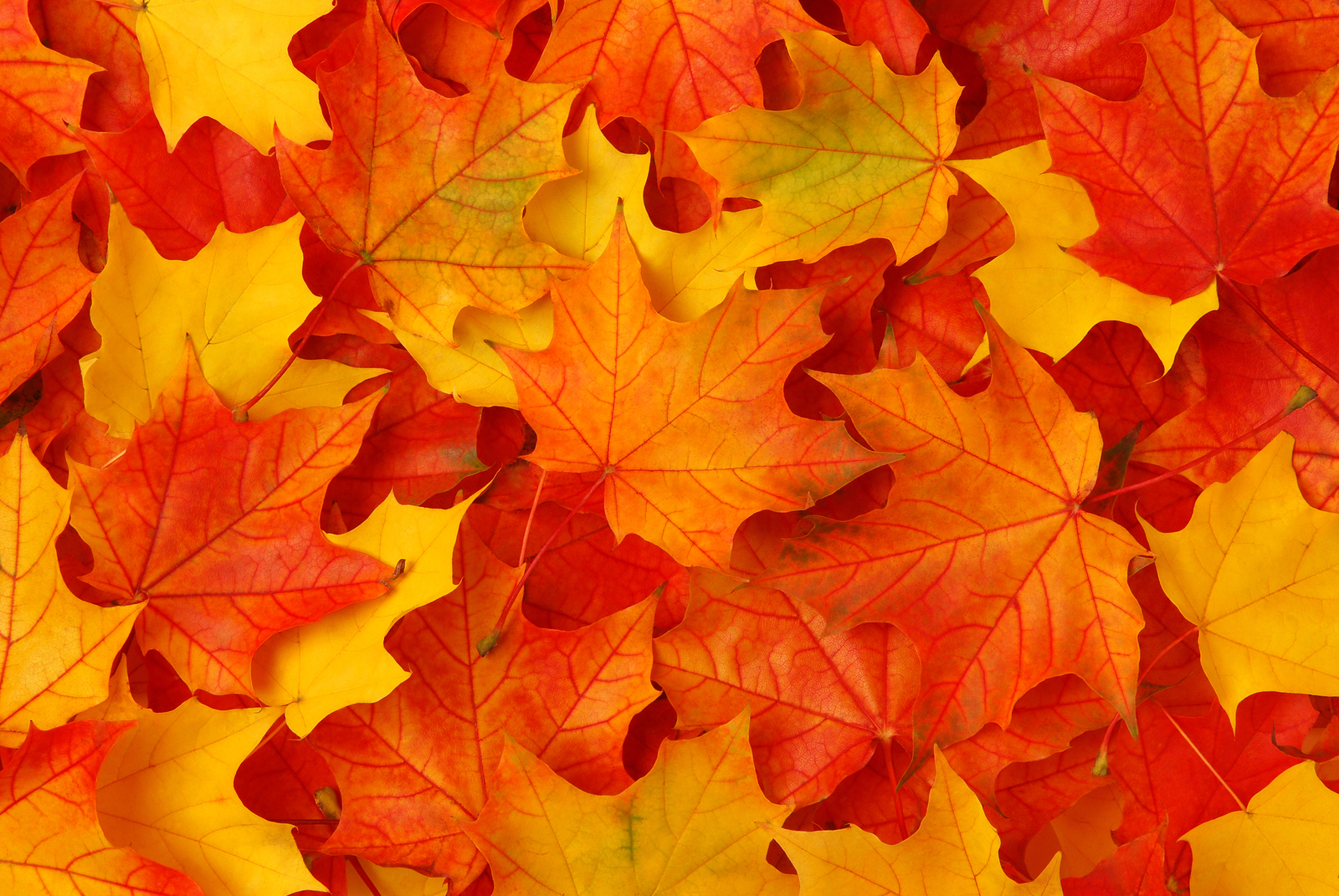 Fall leaves in bright oranges and yellows