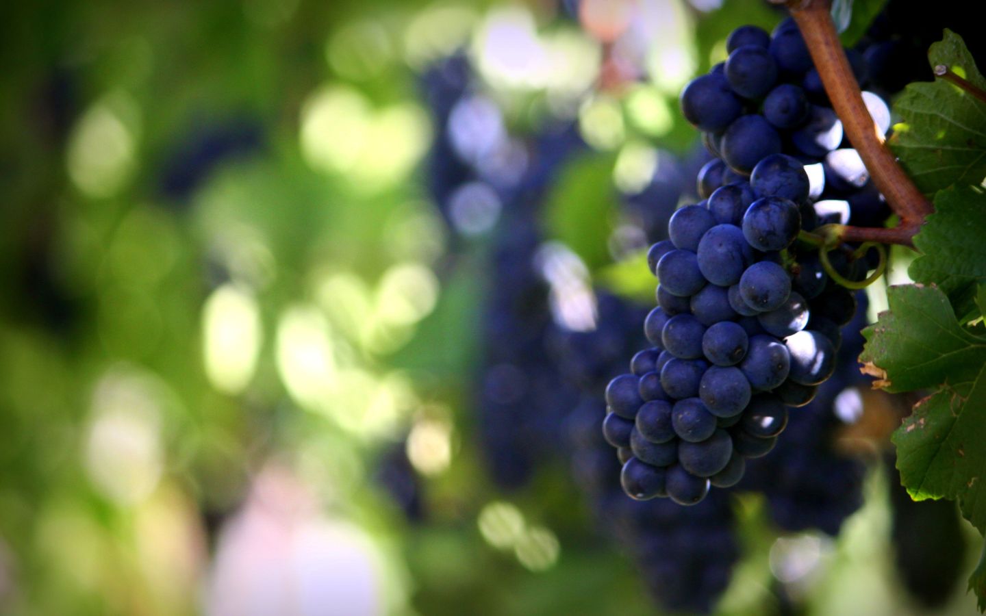 Close up view of purple grapes hanging on a vine at a Michigan winery