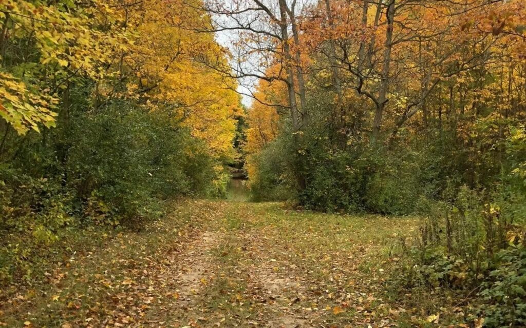 A walking trail covered with fall leaves in a forested area