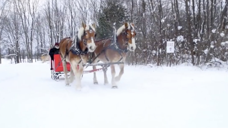 horse drawn sleigh ride