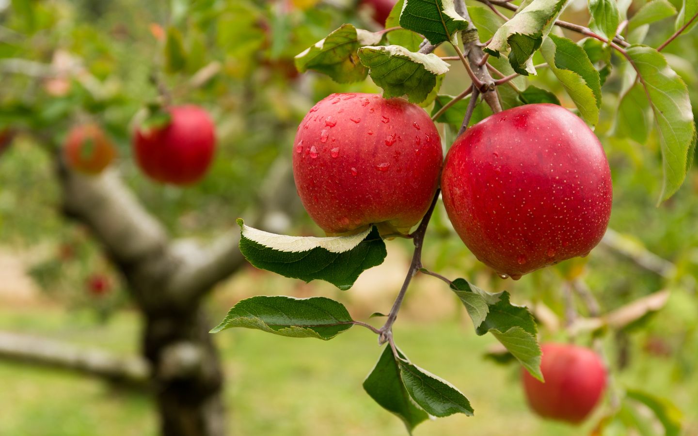 Ripe red apples in an apple orchard