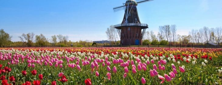 A carpet of red, pink, yellow and white tulips surrounding a windmill in Holland, MI