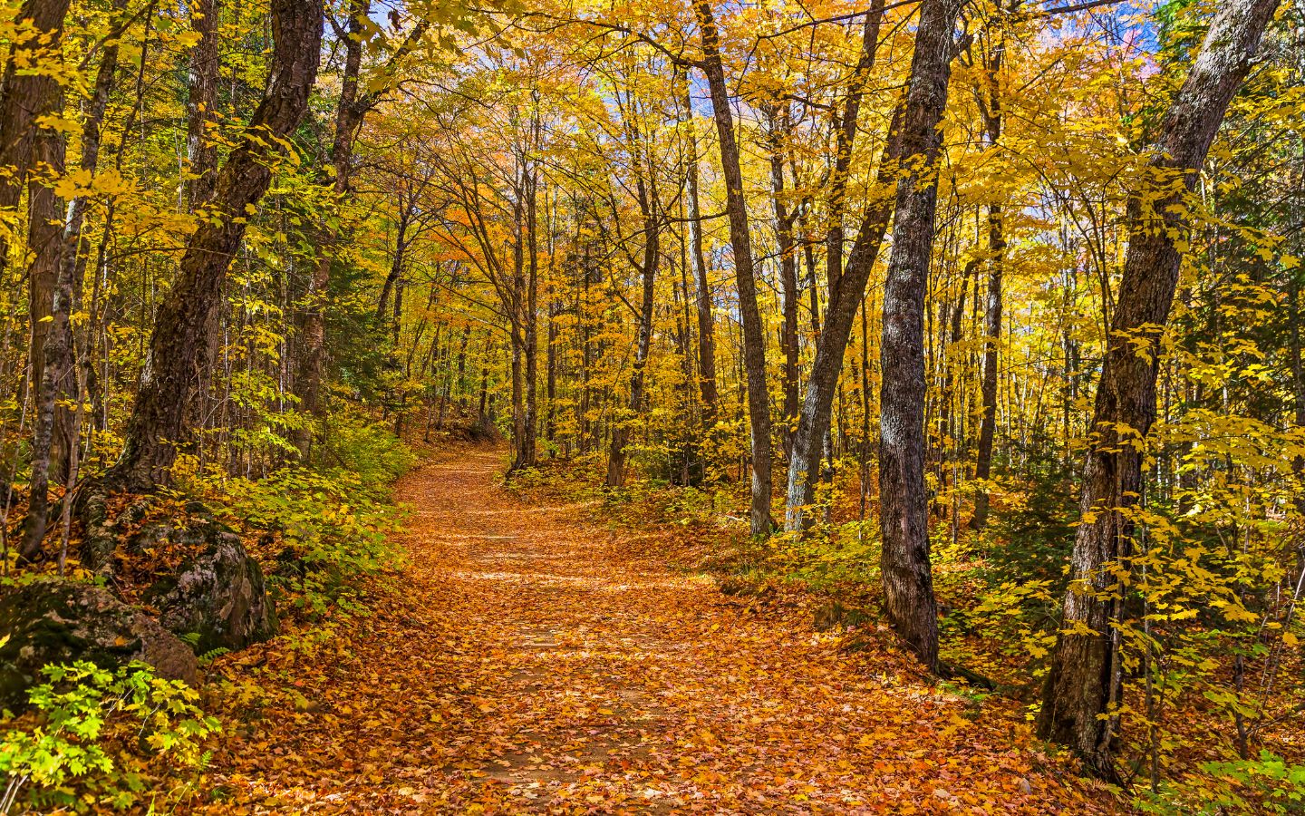 A path covered with red and orange foliage meandering through the woods with bright yellow foliage